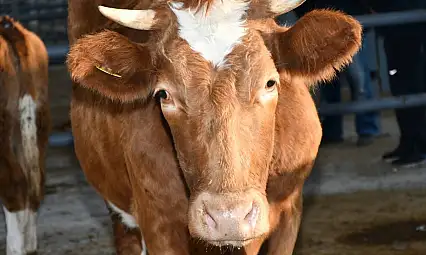 Kredi kartıyla Kurbanlık almak caiz mi? Kayseri Müftülüğü cevap verdi