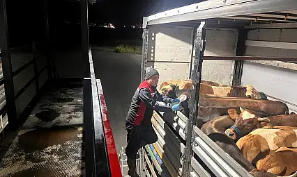Kurbanlık alacaklar dikkat!! Hayvanlar tek tek inceleniyor