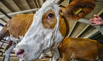 Kurban kesecekler dikkat! Müftülükten paylaşım uyarısı