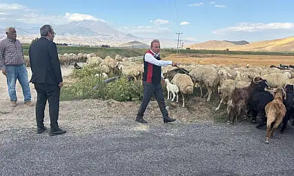 Müdür, çoban oldu