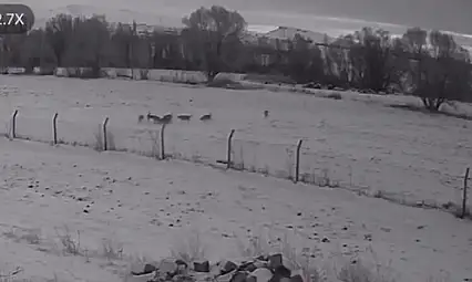 Pınarbaşı'da ilçeye inen kurtlar köpeği parçaladı!