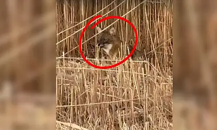 Sultan Sazlığı'nda ilginç anlar!