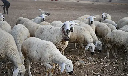 Sürüler 19'dan 150'ye çıktı: Kayseri'de, meralar şenleniyor