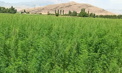 Susuz arazide bile başardı! Üretimi 1 dekardan 40 dekara ulaştı