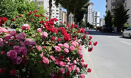 Talas'ta dikkat çeken yol! Çiçek açtı