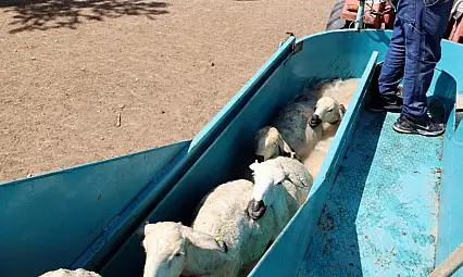 Talas'ta mobil koyun banyoluğu ile hayvan sağlığına güvence