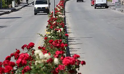 Tarihi ilçenin refüjleri gül bahçesine döndü!