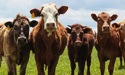 Üreticiler dikkat: Bu şartı taşımayan başvuramayacak