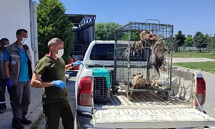 Yaralı kuşlar doğaya salındı