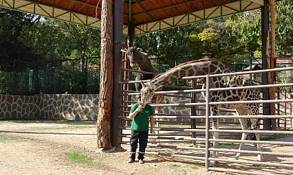Zürafalar ve bakıcı Görgel arasında baba-çocuk tadında bağ