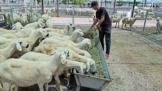 Kurban Satış ve Kesim Alanı tam not aldı