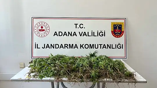 Adana'da 2 bin kök kenevir bitkisi ele geçirildi