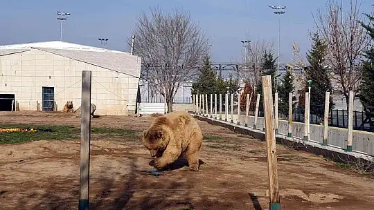 Ayıların dron ile imtihanı