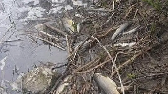 Yüzlerce balığı bakın ne öldürmüş?