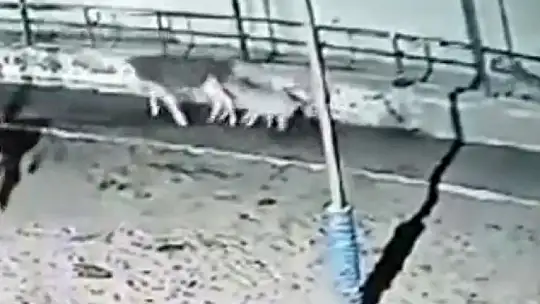 Kurtlar çiftliğe saldırdı