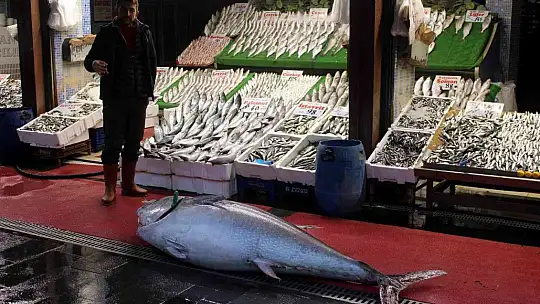 Dev orkinos ilgi odağı oldu