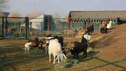 Hayvanat bahçesi sakinlerine kışa özel bakım