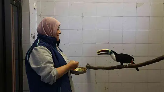 Hayvanat bahçesi sakinlerine kışa özel bakım