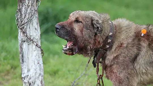 Köpek, silah sayılıyor