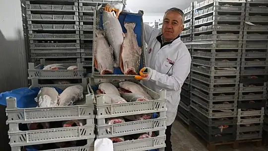 Günlük 60 ton...
