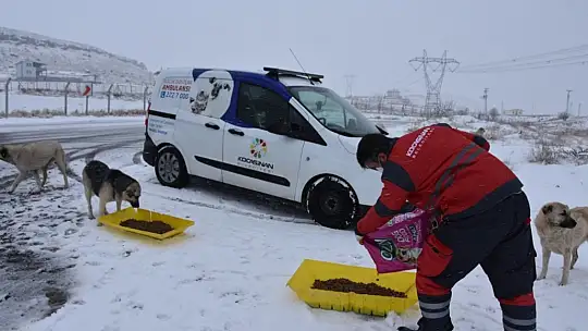 Kayseri'de 18 ton yem dağıtılacak