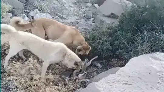 Köpek dövüşünü internetten yayınladı