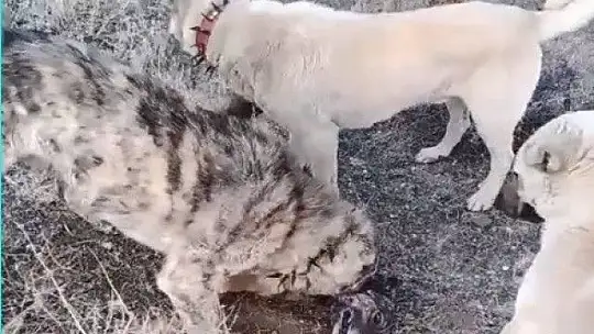 Köpek dövüşünü internetten yayınladı