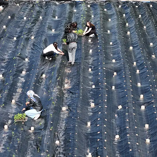 Belediye destekledi! Kayseri'de bin 200 biber fidesi dikildi