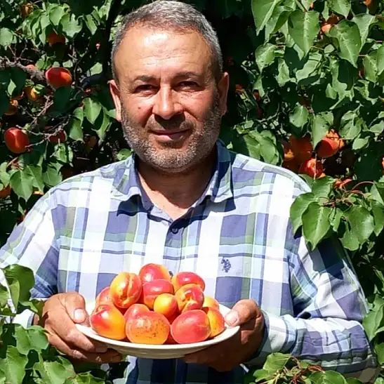 Develi’de kayısı kurutmada yeni dönem!