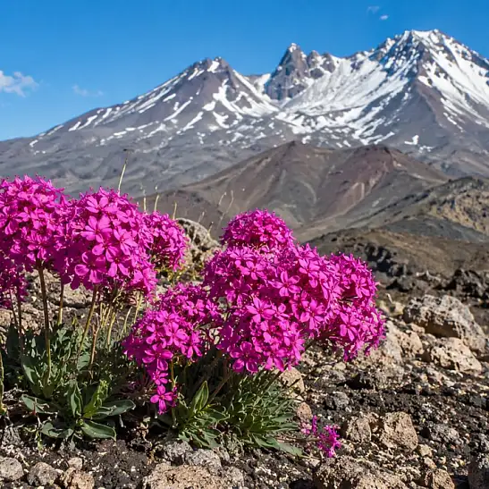 Erciyes’te keşfedilen pembe mucize: Doğayı yeniden canlandırabilir