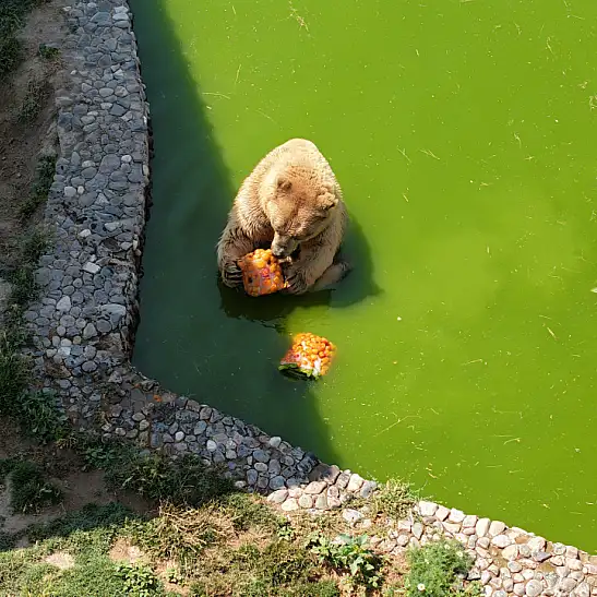 Kayseri’de hayvanlara buzlu yaz ikramı