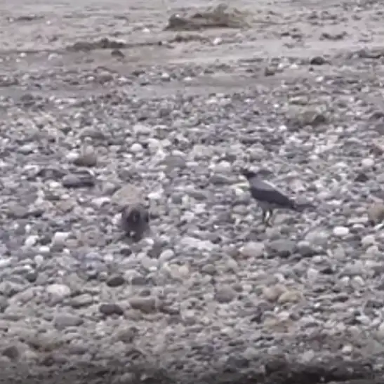 Kayseri’nin de aralarında olduğu 6 ilde sayım yapıldı! 74 tür tespit edildi