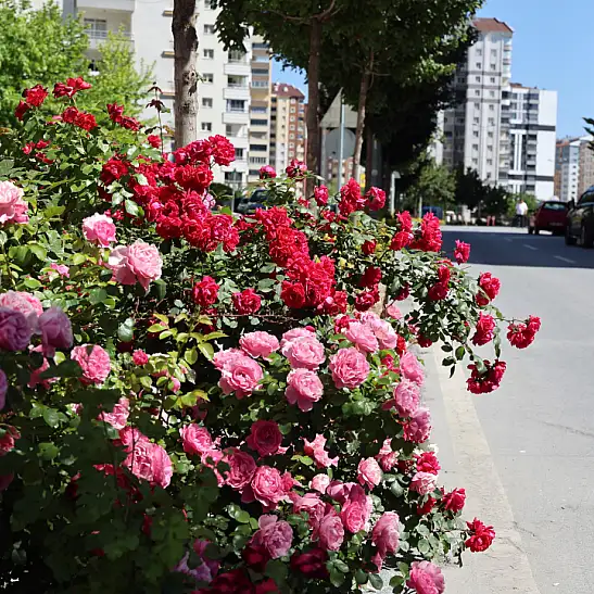 Talas'ta dikkat çeken yol! Çiçek açtı