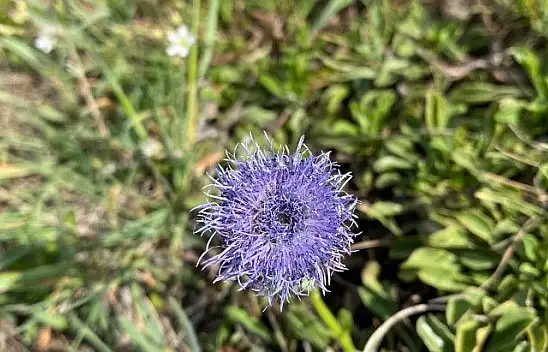 Herkes doğayı özledi! Memleket renklendi!