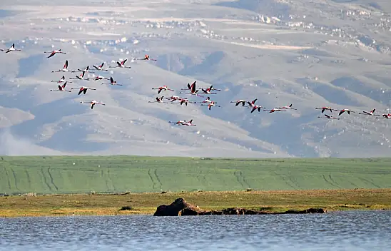 Allı Turnalar Kayseri'ye geldi!