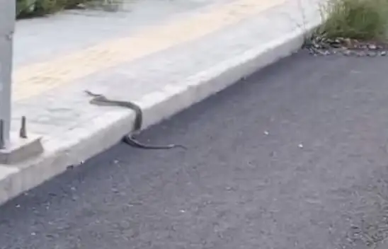 Aman dikkat! Kayseri'de o mahallede kaldırımda görüldü! Vatandaş endişeli