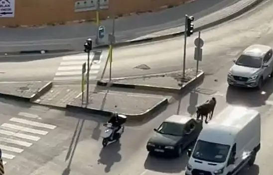 Atı otomobile bağlayarak götürdü!