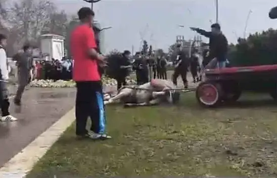 Yürek burkan anlar! Atını döverek bayılttı