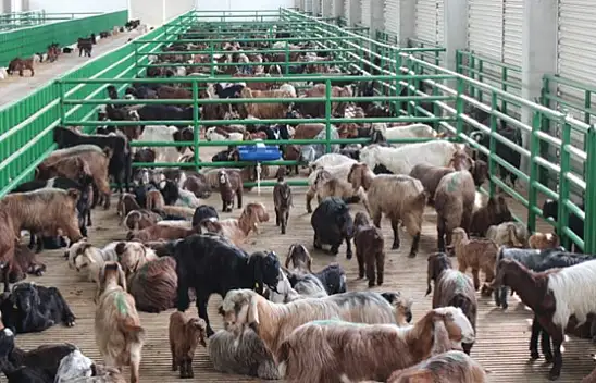 Bakanlık açıkladı: Destekten yararlanacaklar belli oldu