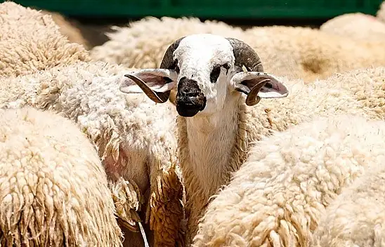 Bu bayram kurbanınızı Mehmetçik için bağışlayabilirsiniz! Bedeller belli oldu