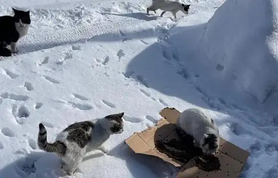 Bünyan'da sokak hayvanları unutulmadı
