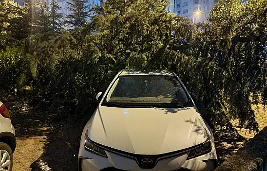 Burası Yeniköy! Rüzgar ağaçları söktü attı