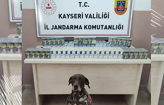 Çay ve tütün köpeği Kayseri'de iş başında!