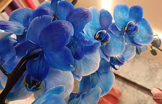 Çiçekçilerde 14 Şubat mesaisi