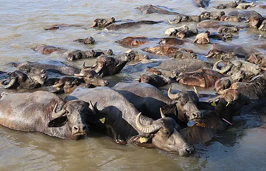 Cıngı: Mandacılıkta çok boş bir piyasa var