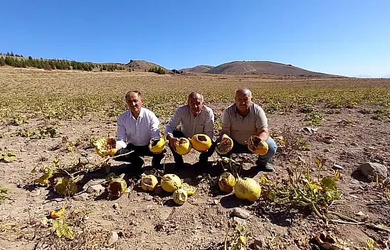 Develi'de 47 dekar arazideki kabaklar talan edildi! Bakın kim tarafından