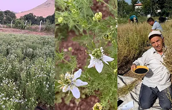 Develi'de şaşırtan hasat: Bir tohumdan 700 tane çıkıyor!