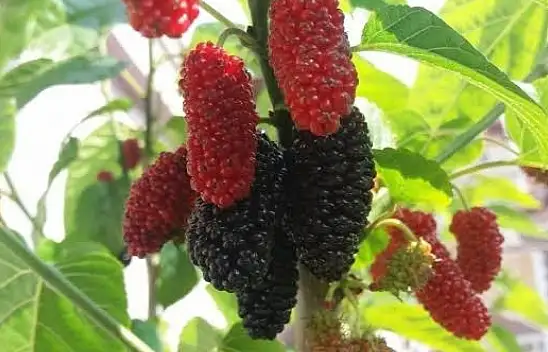Develi'de urmu dut hasadı başladı