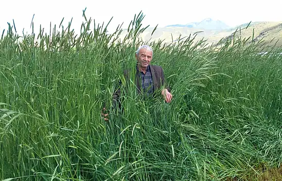 Develi Ovası'nda şaşırtan görüntü! Boyu 2 metreyi buldu