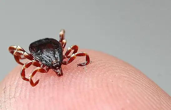 Dikkat! Kene Kayseri'de can aldı